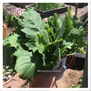 KALE - Siberian